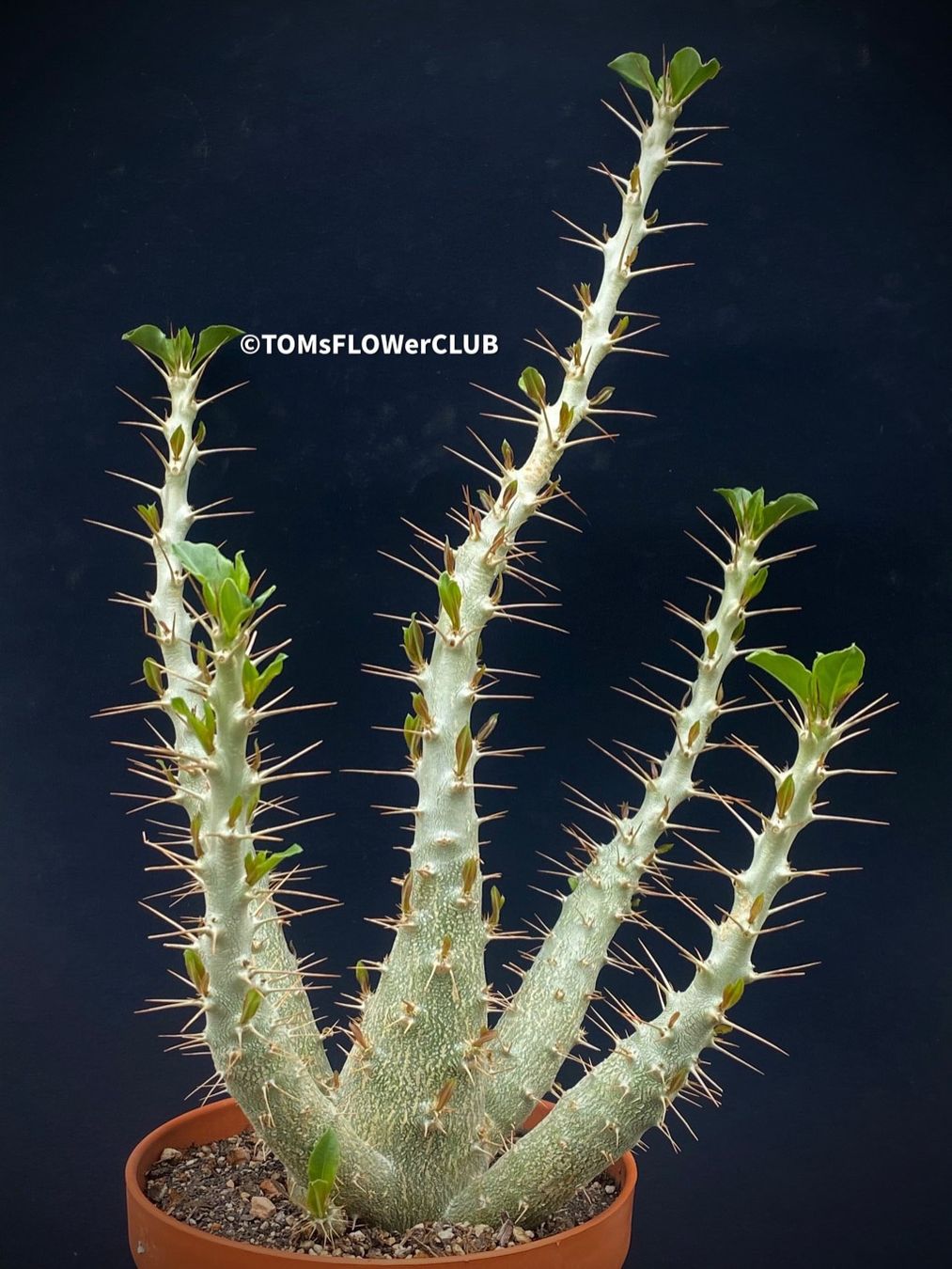 Piante & sementi: Pachypodium Saundersii 45x25cm – Nuovo e nell'imballaggio originale da Adliswil venduto da MarkyForest 1