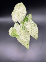 Alocasia Macrorrhiza Splash (1-7)