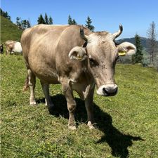 Profile image of Rentner-Urs
