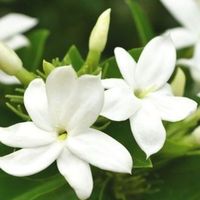 Jasmin d'Arabie RARE  2x 20cm  (thé au jasmin)