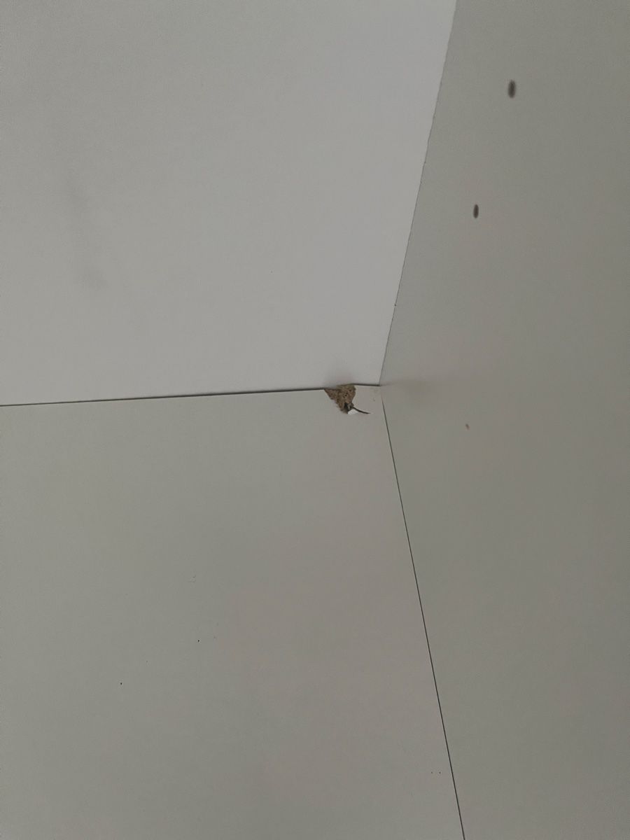 Armadi: Schrank Weiss mit Einlegeböden – Usato da Balgach venduto da Rheintal21 3