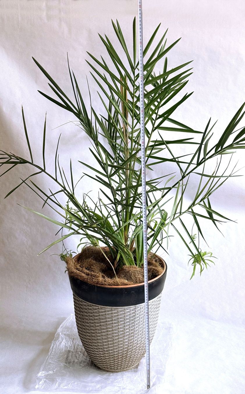 Pflanzen & Samen: Dattelpalme (Phoenix canariensis)***** – Neu (gemäss Beschreibung) aus Dübendorf von Orchid18 3