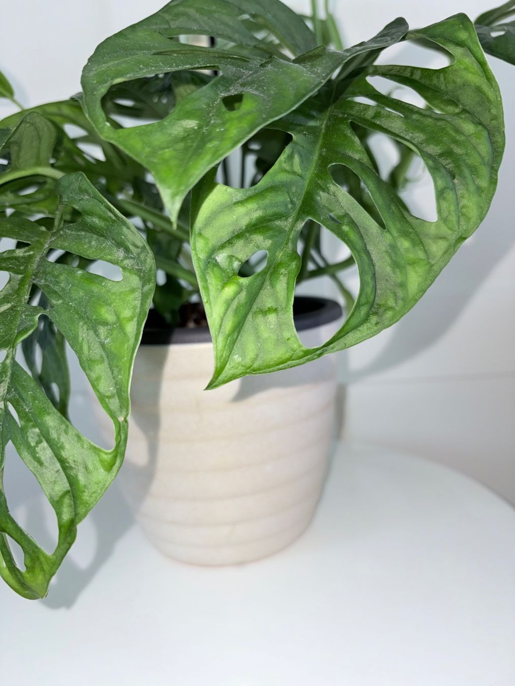 Piante & sementi: Monstera 'Monkey Leaf Monstera adansonii & ceramic pot 50 cm – Usato da Kilchberg ZH venduto da malibubeach 3