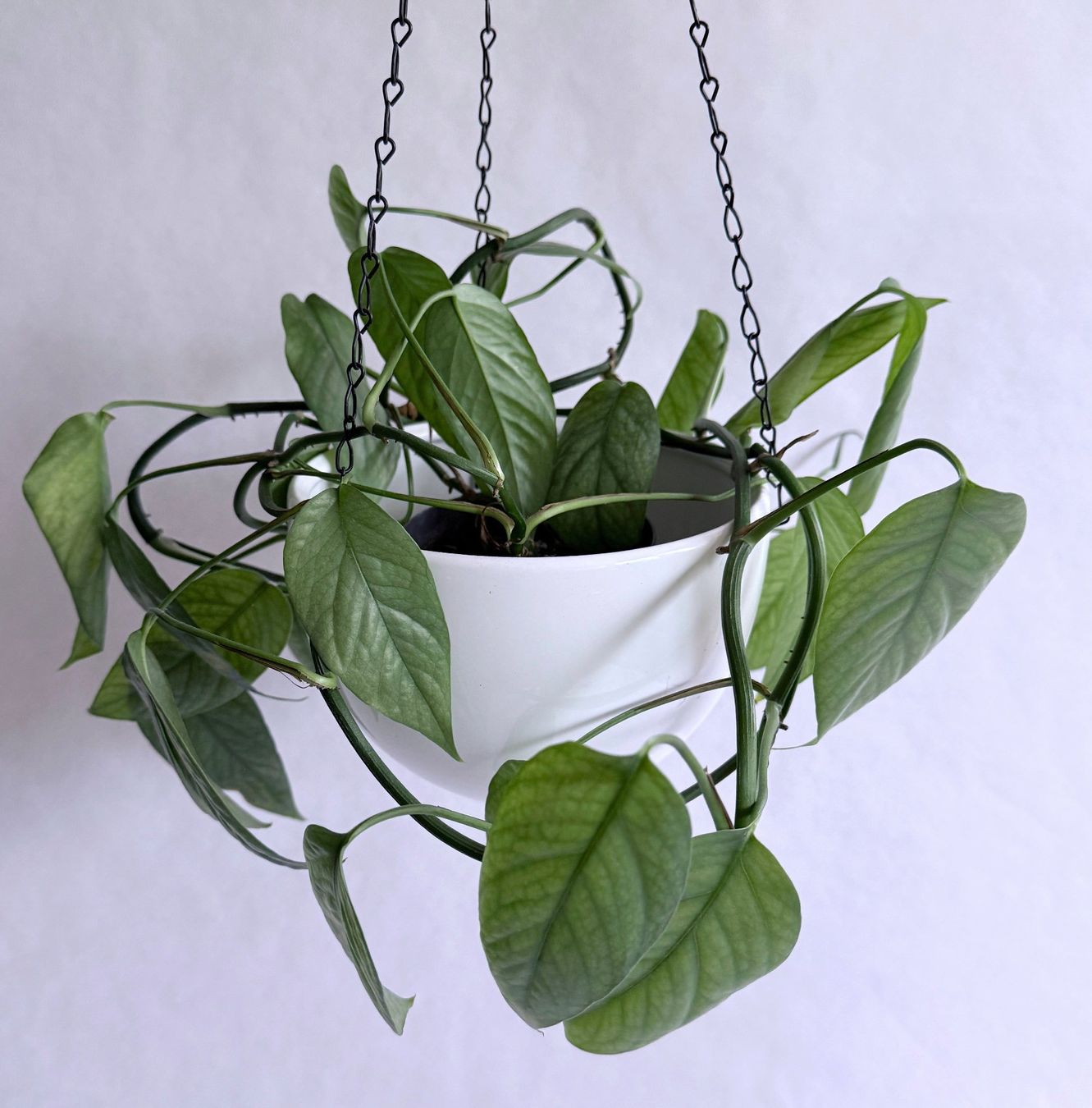 Piante & sementi: Epipremnum pinnatum Cebu Blue***** – Nuovo (secondo la descrizione) da Dübendorf venduto da Orchid18 1