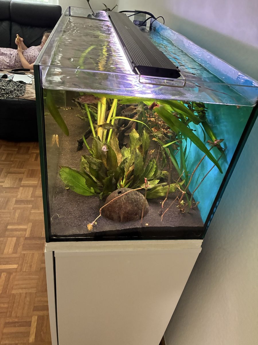 Acquari: Aquarium  160 L 6 Monate alt – Usato da Basel venduto da MuazM 4