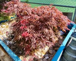 Acer palmatum 'Firecracker' PBR🔥 eine farbintensive Sorte🍁