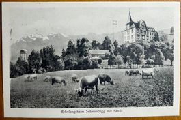 Menzingen - Erholungsheim - Schwandegg mit Kühe. 1931