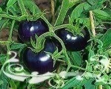 Piante & sementi: TOMATE BLEU OSU ! 15g – Nuovo (secondo la descrizione) da Bremblens venduto da FIBONACCI369 1