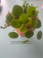 Duo: Dollarpflanze ' Pilea' und Felsendickblatt ' Crassula'