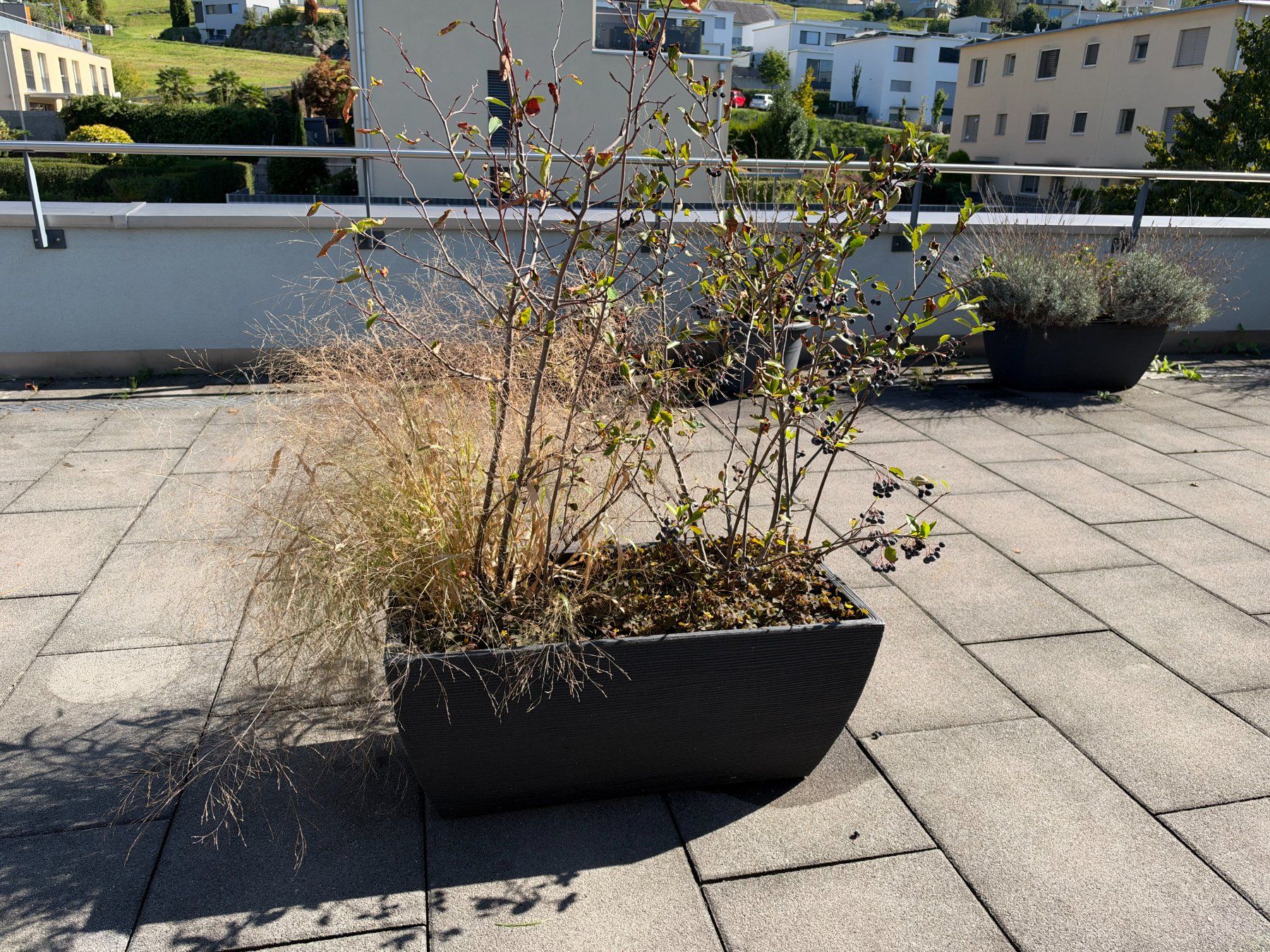 Piante & sementi: Apfelbeere + Hirse – Usato da Root venduto da calmchris 4