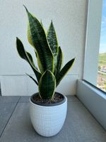 Sansevieria (Bogenhanf / Schwiegermutterzunge) zu verkaufen