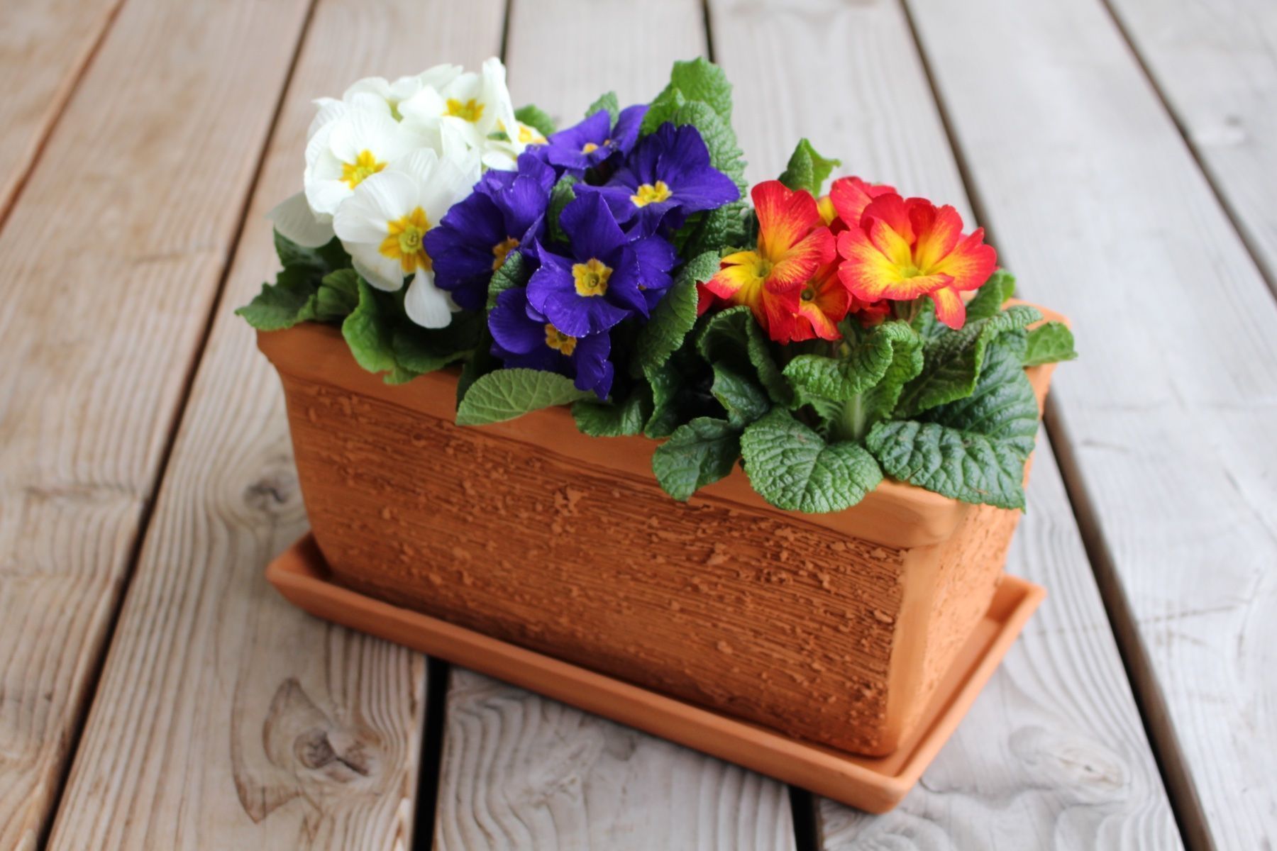 Vasi per fiori: Gartentopf/Tontopf inkl. Untersetzer – Nuovo e nell'imballaggio originale da Zürich venduto da StellaKar
