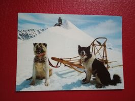 AK Tiere Polarhunde Schlitten am Jungfraujoch Bern