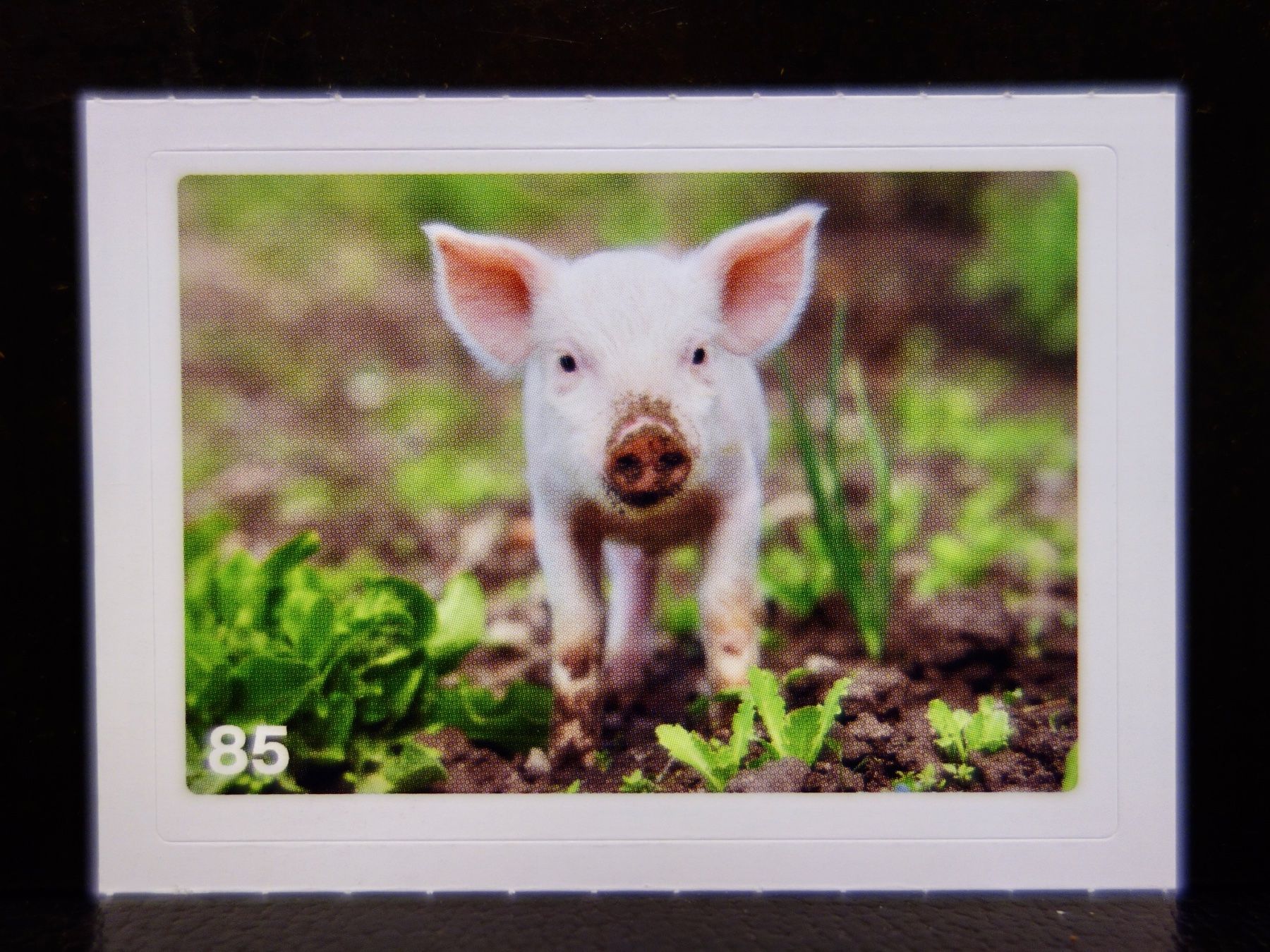 Migros Carte collezionabili: MIGROS MANIA Nature Detectives Nr. 85 – Nuovo e nell'imballaggio originale da Kerzers venduto da djstarsky73