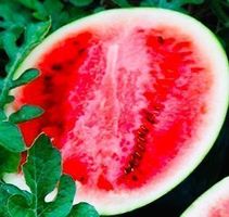 25 Stk SAMEN Wassermelone SUGAR BABY‪