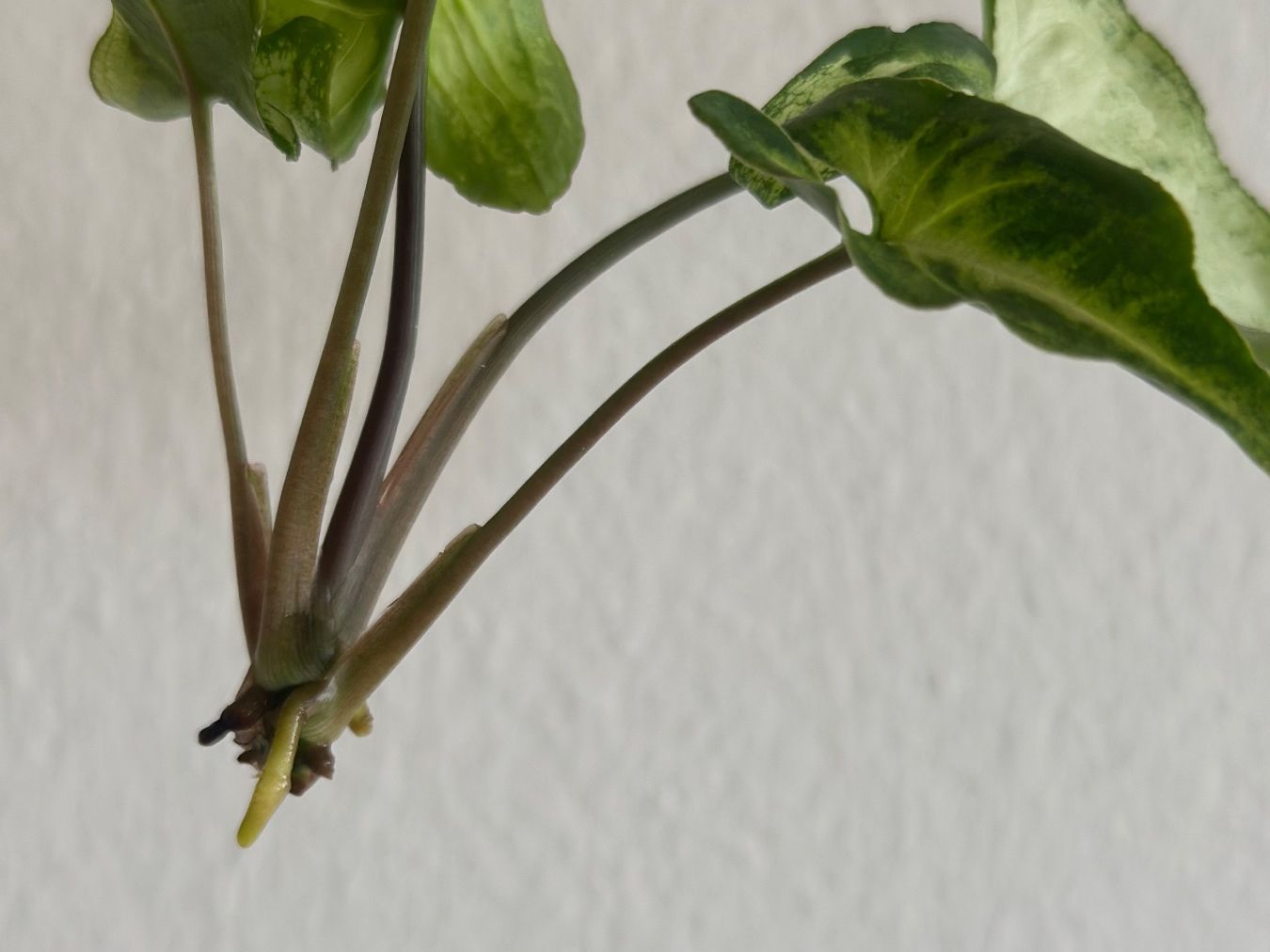 Piante & sementi: Syngonium Three Kings - Kopfstecklig #2 – Usato da Zürich venduto da ong8 3
