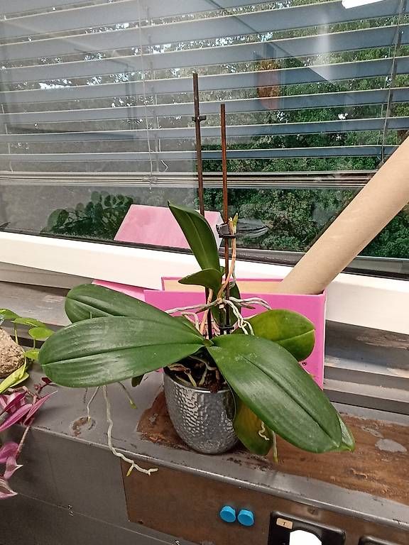 Plantes & graines: Verschiedene Pflanzen – D'occasion à Bern par ali_x5lx 1
