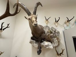 Prächtiges Steinbock Präparat, Bergkönig, Alpen