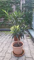 Oleander Pflanze im Tontopf für Balkon oder Garten grün