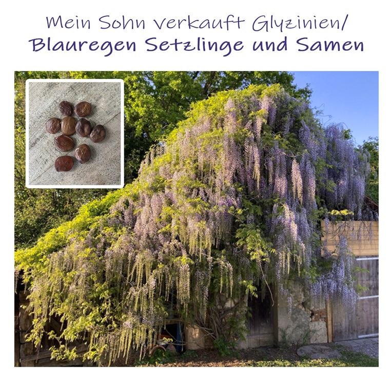 Blauregen Aus Samen Ziehen