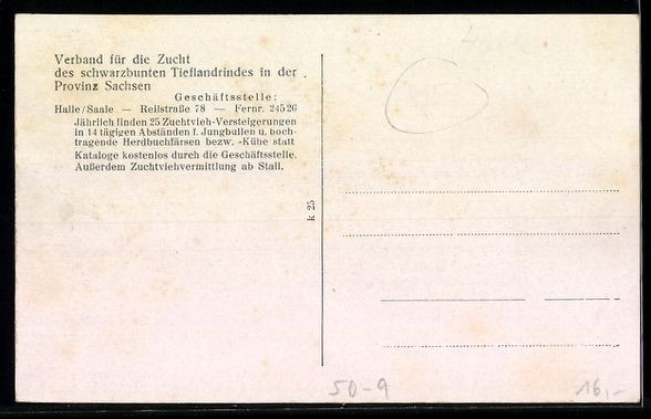 Cartes postales: Bulle Achilles 10097, Siegerbulle in Ber – D'occasion à Berlin par bartko-reher 1