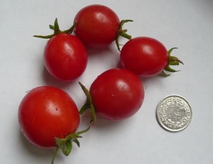 Piante & sementi: Topftomate: Balkontomate lila - Setzling! – Nuovo (secondo la descrizione) da Steffisburg venduto da Petroselium