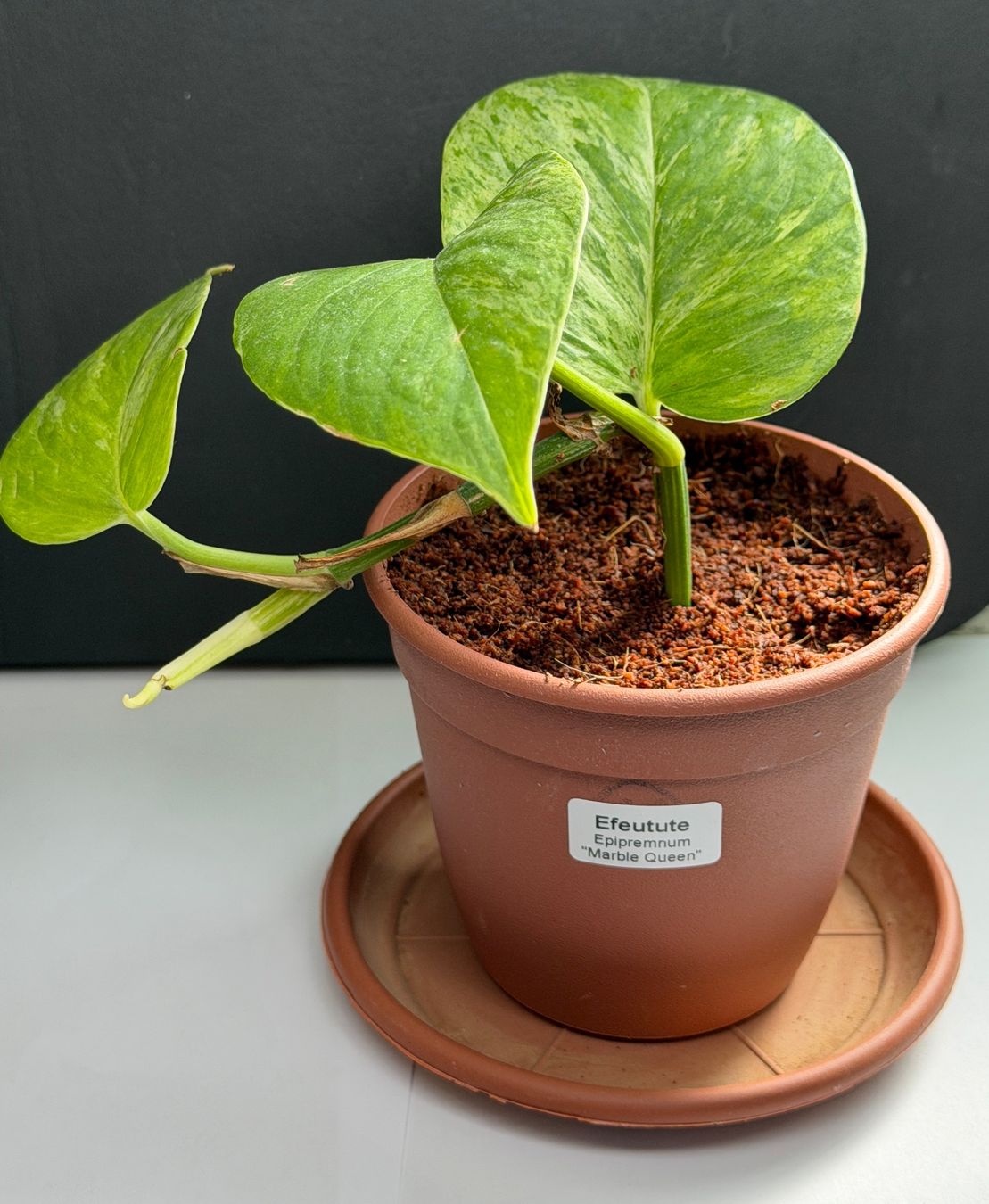 Piante & sementi: gefleckte Efeutute (Epipremnum)"Marbel Queen" – Nuovo (secondo la descrizione) da Auenstein venduto da EW89