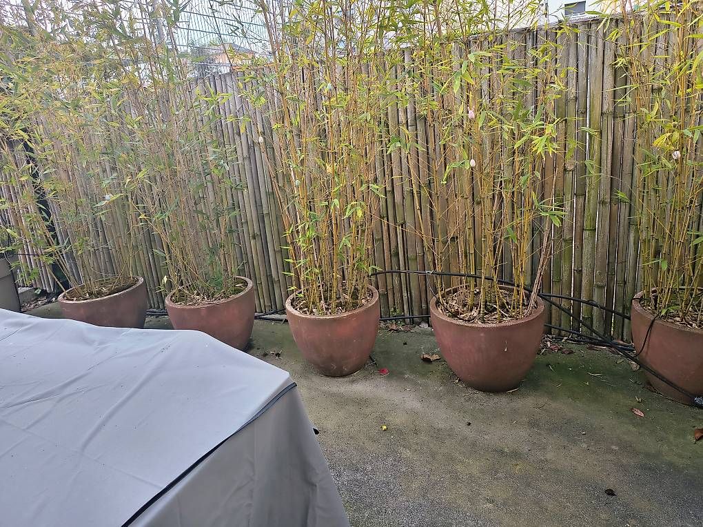 Piante & sementi: Plantes de jardin avec pot – Usato da Clarens venduto da m.cabin 1