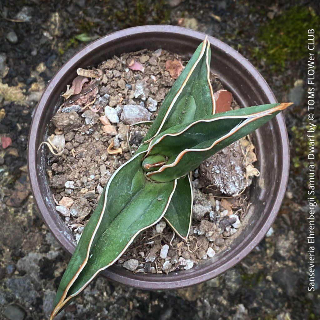 Piante & sementi: Sansevieria Ehrenbergii Samurai Dwarf - absolut robust – Nuovo e nell'imballaggio originale da Adliswil venduto da TAKEYOURPLANT 6