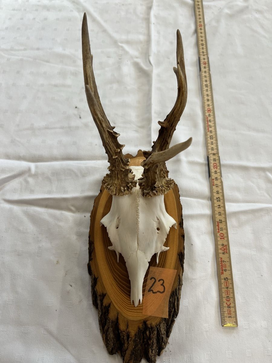 Il mondo degli animali: Gehörn eines Rehbocks – Usato da Euthal venduto da ruckzuckrohrfrei