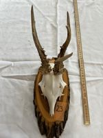 Gehörn eines Rehbocks