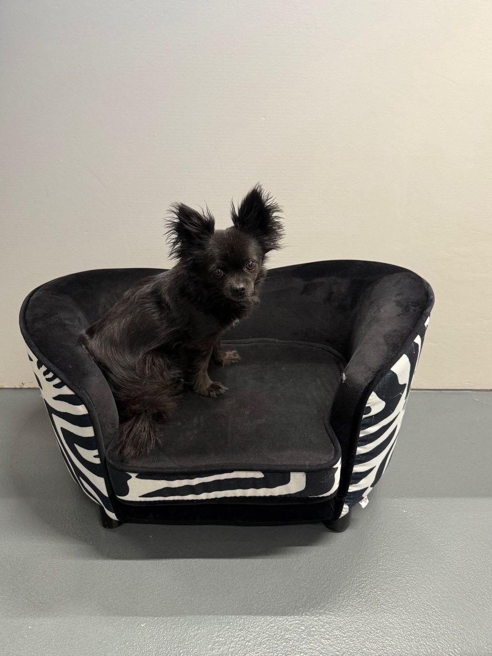 Cucce & Letti: Hunde/Büsi-Sofa im stylischen Zebra-Look – Usato da Leimbach AG venduto da SheAmelie 5