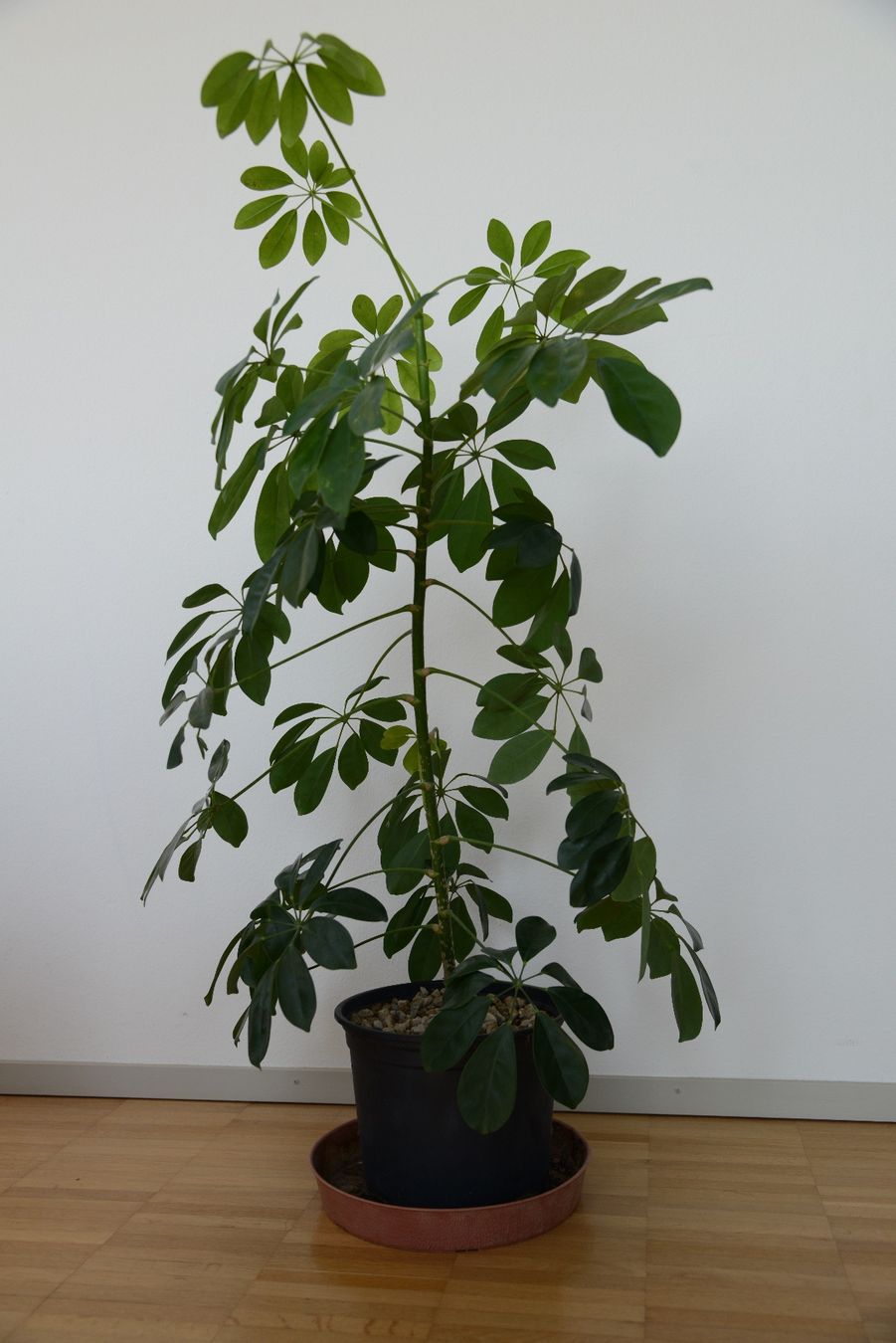 Pflanzen & Samen: Strahlenaralie/Schefflera – Gebraucht aus Basel von fer_cs78 1