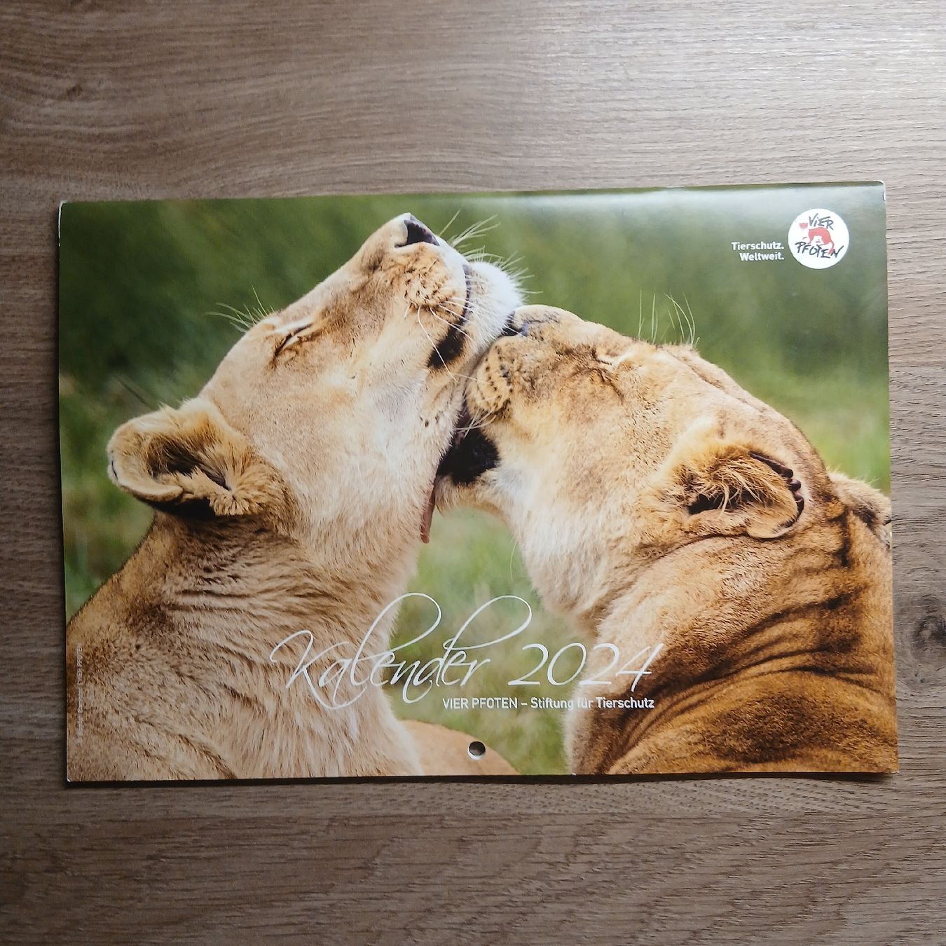Calendari: Löwen Kalender 2024 - Neu – Usato da Rapperswil SG venduto da Danii008