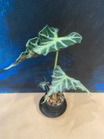Alocasia Loco Rhizom (2)