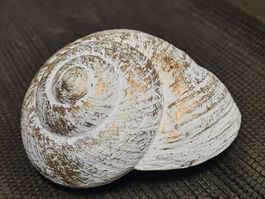 Grosse Schnecken- Muschel, 8x6x H 4 cm