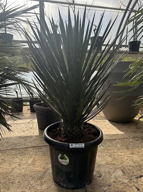 Piante & sementi: Yucca Filiferia – Nuovo e nell'imballaggio originale da Zuckenriet venduto da Thur_Plant 5