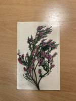 Alte Ansichtskarte mit Briefmarke, Motiv Erika, Rarität!