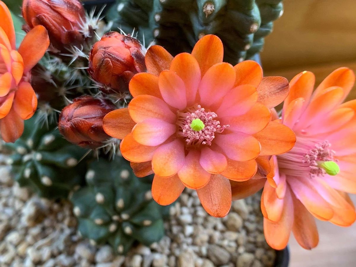 Echinocereus triglochidiatus v. inermis (Gebraucht) in Rorbas fr CHF 20   mit Lieferung auf Ricardo kaufen
