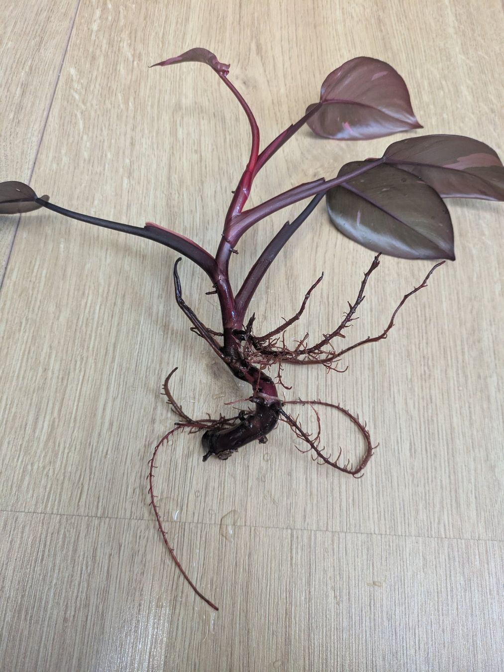 Piante & sementi: Philodendron Pink Princess - Rare – Usato da Winkel venduto da Kade50 1