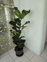 Ficus Lyrata Bambino Zimmerpflanze  Top Zustand