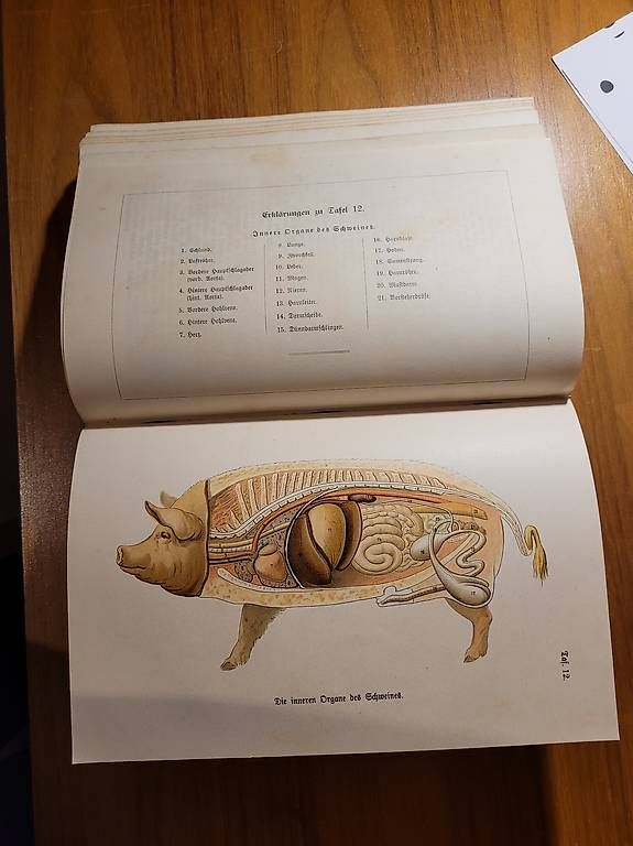Libri: Altes Tiermedizin Lehrbuch – Usato da Münchenbuchsee venduto da b-tschai 2