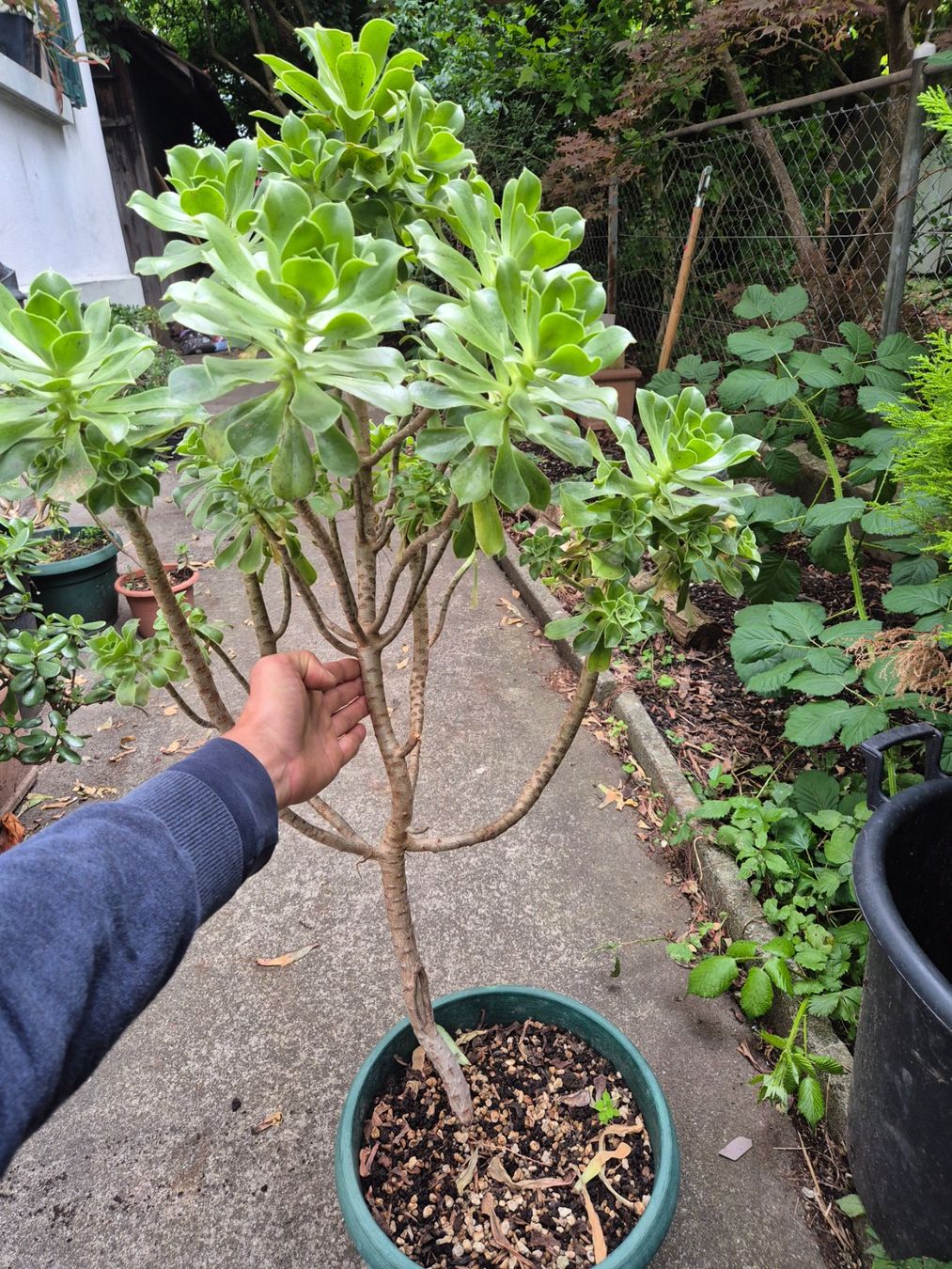 Piante & sementi: Dickblattrosette Aeonium Arboreum – Usato da Dietikon venduto da til_k6qc 2