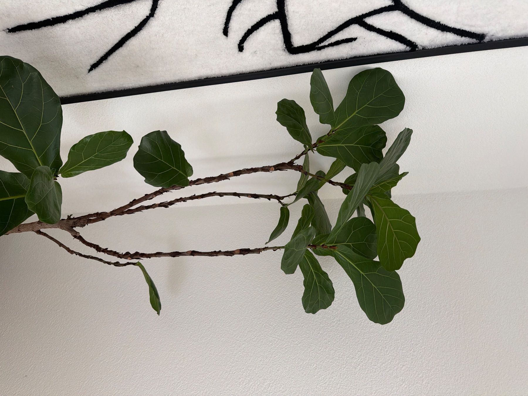 Plantes & graines: Geigenfeige gross – D'occasion à Bern par vjo_7d2f 2