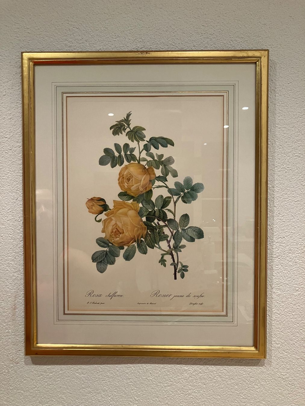 Foto & Immagini: Gerahmter Druck Pierre Joseph Redoute – Usato da Schönholzerswilen venduto da SommerhausFurniture