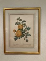 Gerahmter Druck Pierre Joseph Redoute