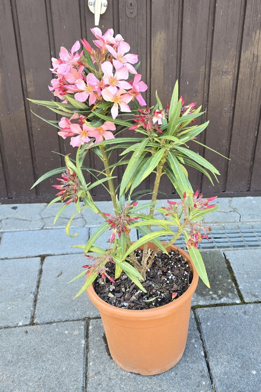Piante & sementi: Oleander blühend  ☀️ – Usato da Aarburg venduto da popkorn65 4