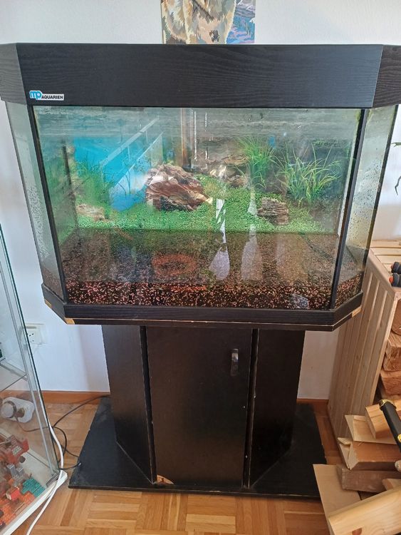 55+ Aquarium Zu Verschenken In Der Nähe, In dieser rubrik finden sie