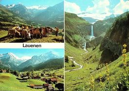 LAUENEN Bauer mit Kühen