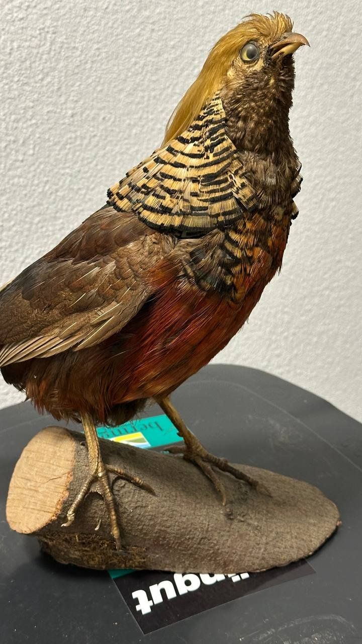 Il mondo degli animali: Ausgestopfter Vogel – Usato da Beringen venduto da Mantafisch1